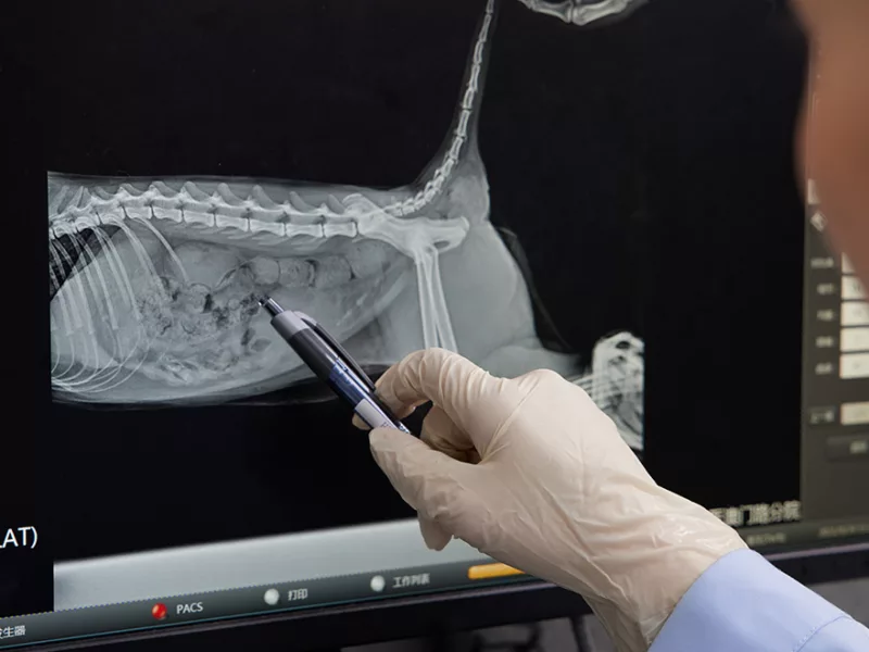 Small Animal Imaging